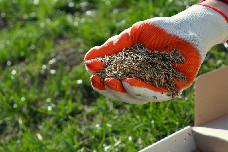 Lawn Seeding