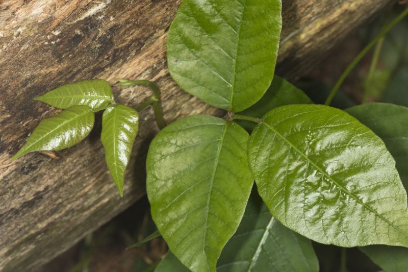 Poison Ivy Removal in Montgomery County, PA