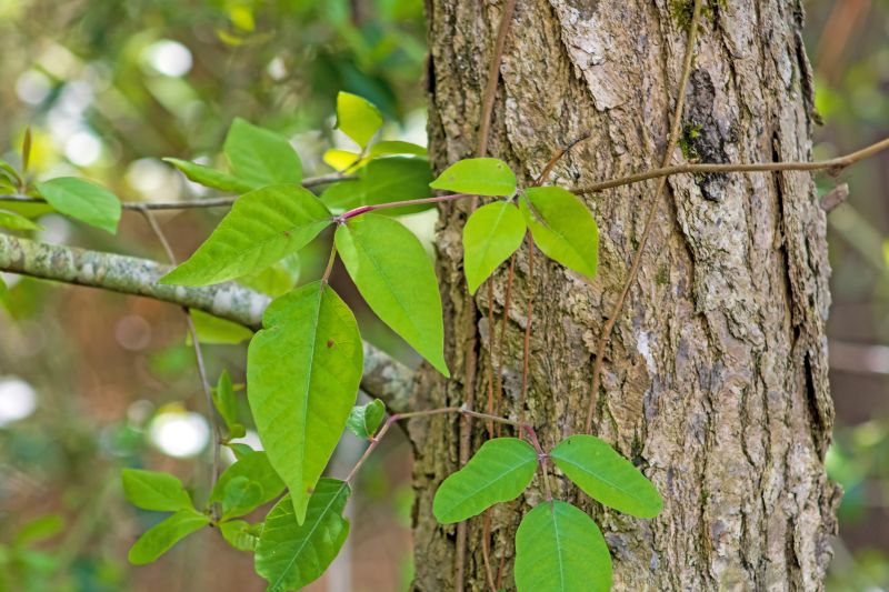 Poison Ivy Removal in Burlington County, NJ