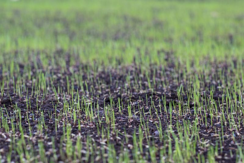 Spring Grass Seeding in Ventura County, CA