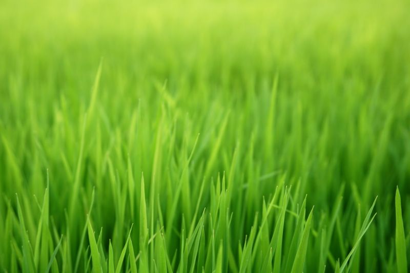 Spring Lawn Overseeding in Ventura County, CA