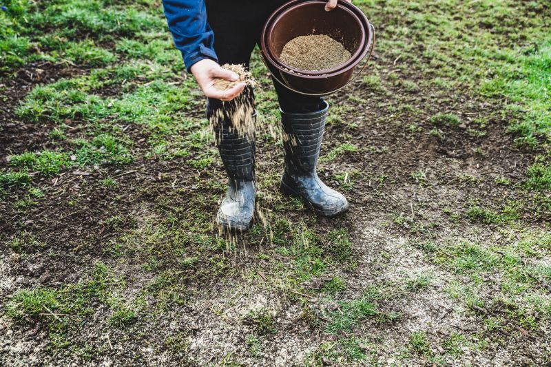 What To Expect During A Professional Seeding Service